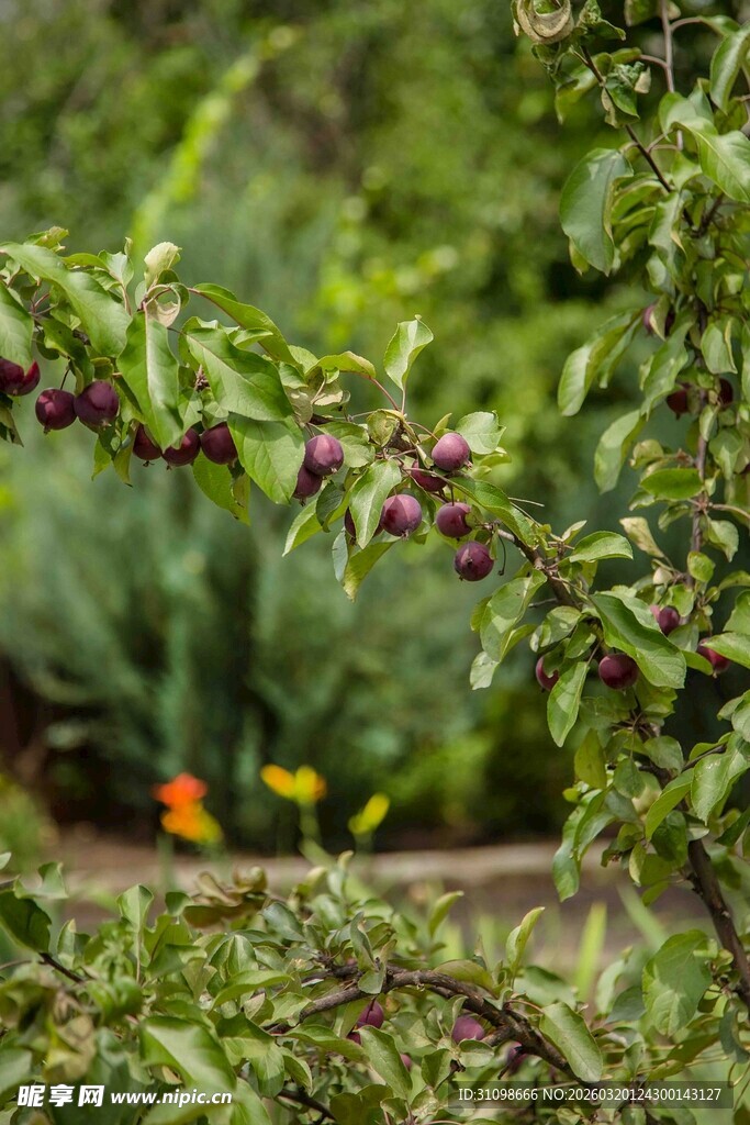 枝头紫果伴绿叶
