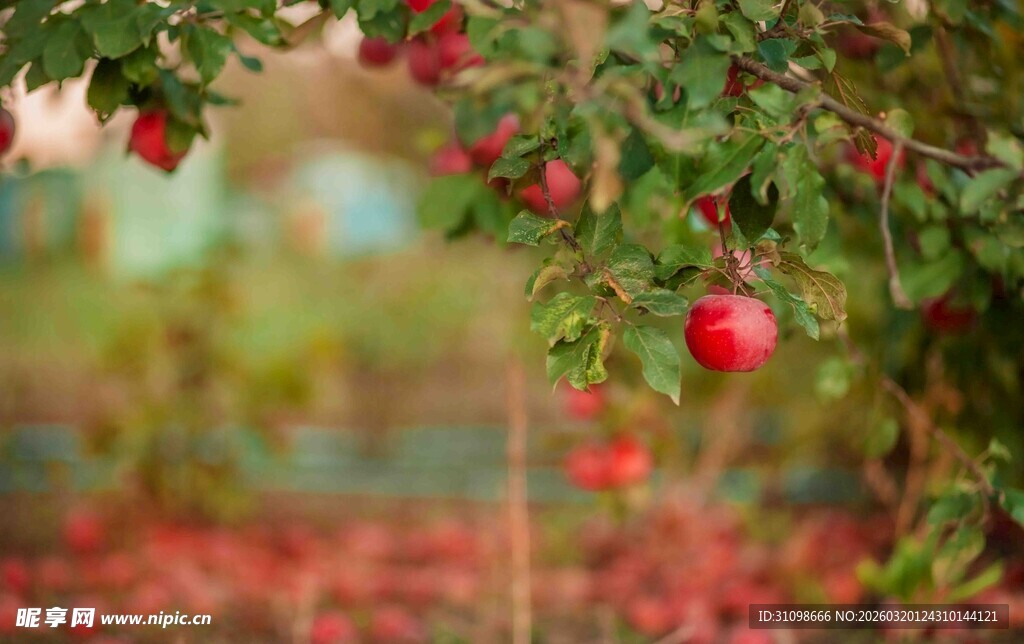 果园中红苹果挂满枝头