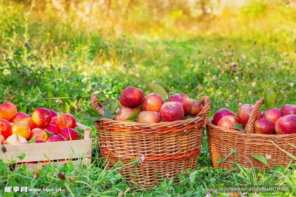 丰收场景中的多彩水果篮