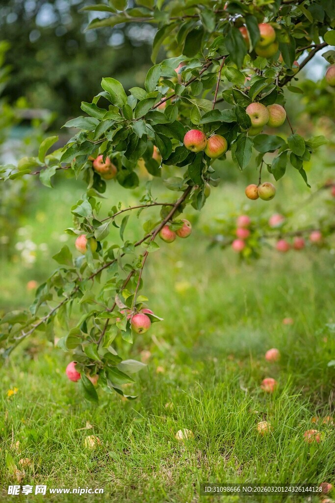 枝头硕果累累的苹果树