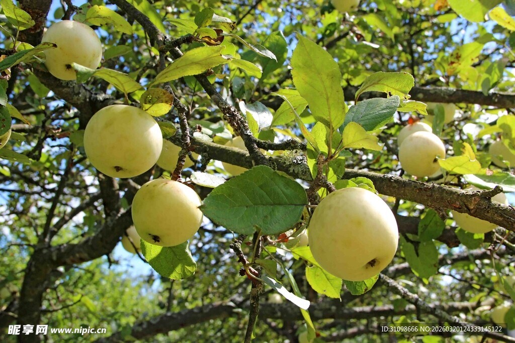 枝头挂着饱满的苹果
