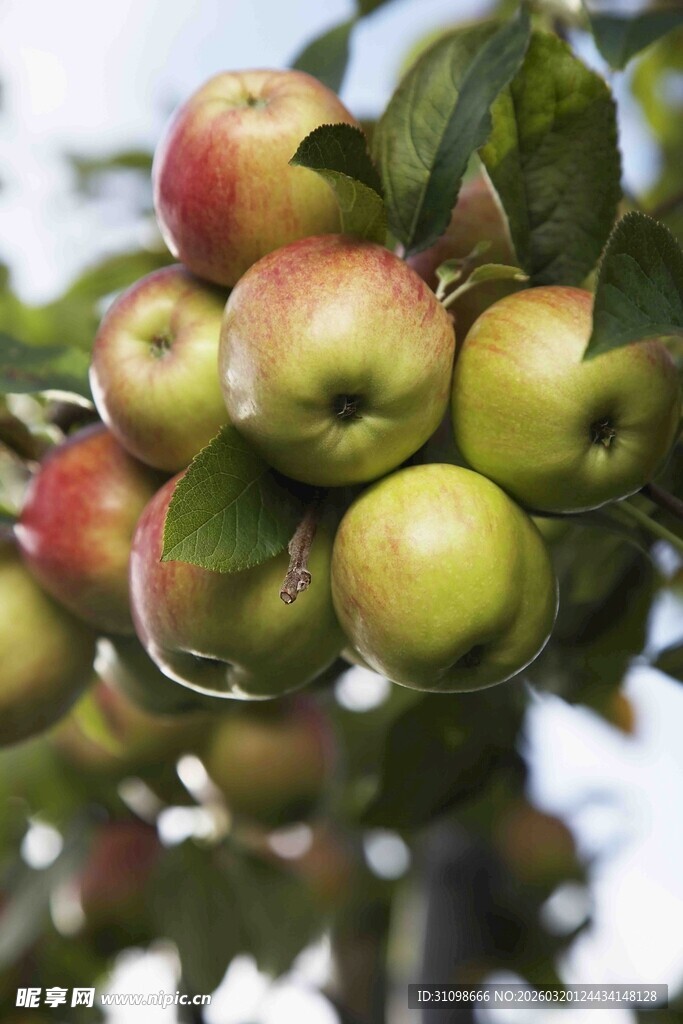枝头硕果累累的新鲜苹果