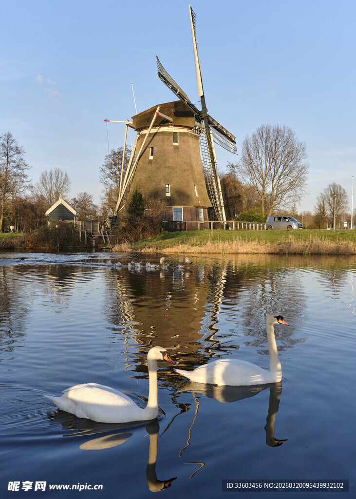湖畔风车与优雅天鹅