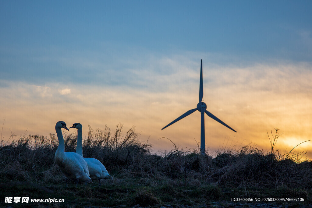 夕阳下的风车与优雅白鸟