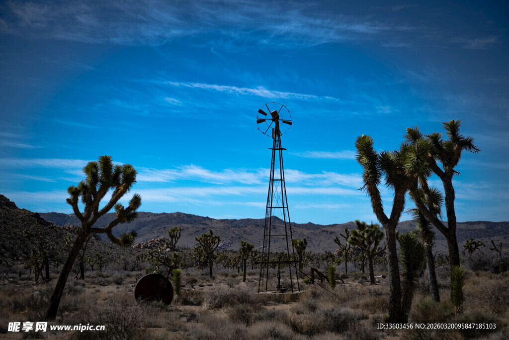 沙漠中的风车与约书亚树