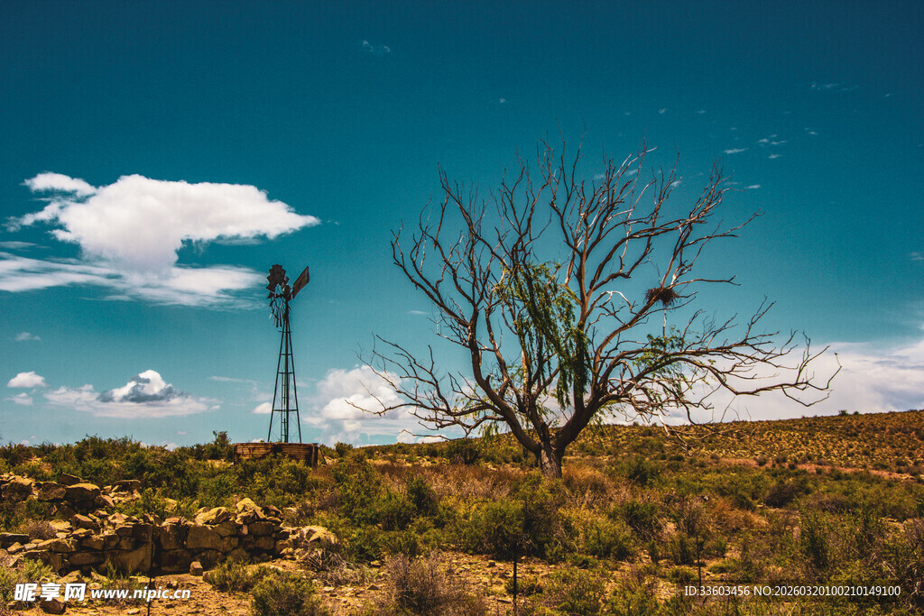 荒野枯树与蓝天景象