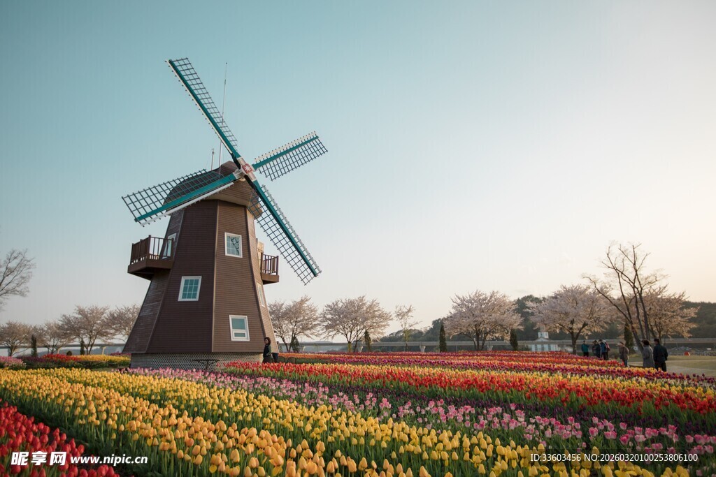 荷兰风车下的多彩花田