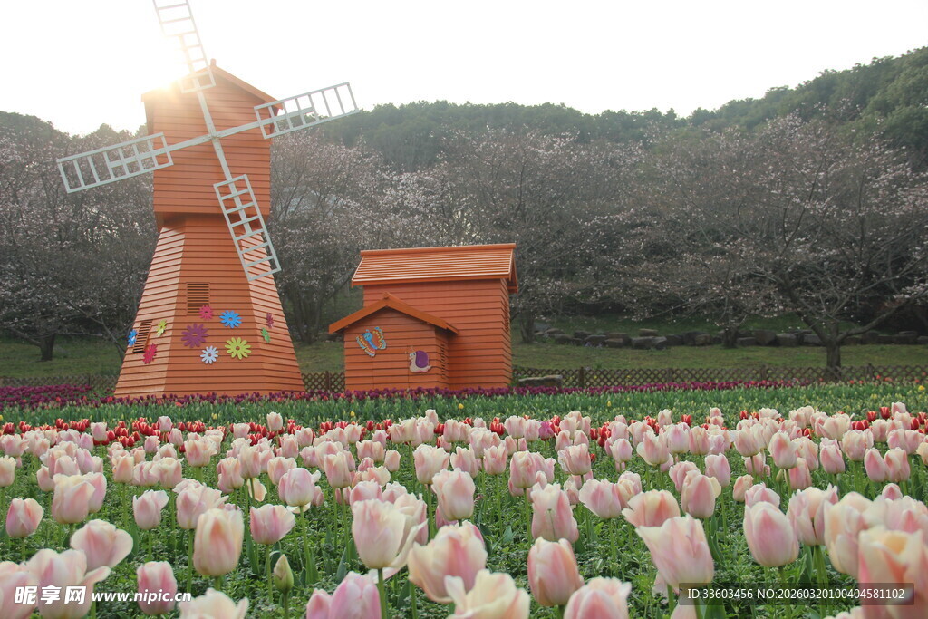 风车旁的郁金香花海