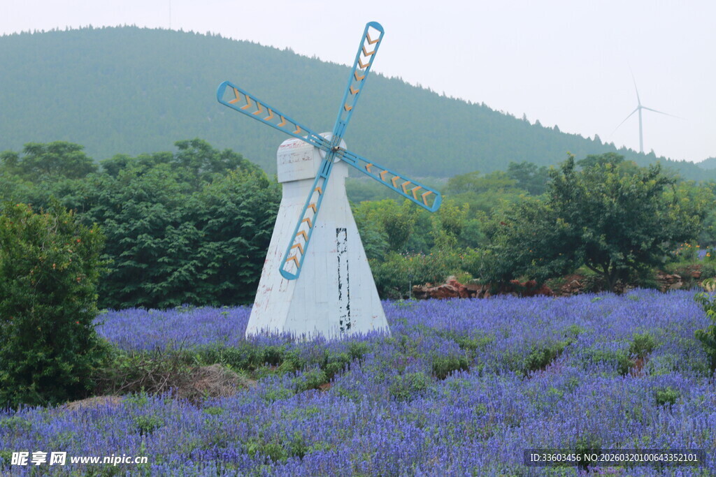 紫色花田中的白色风车