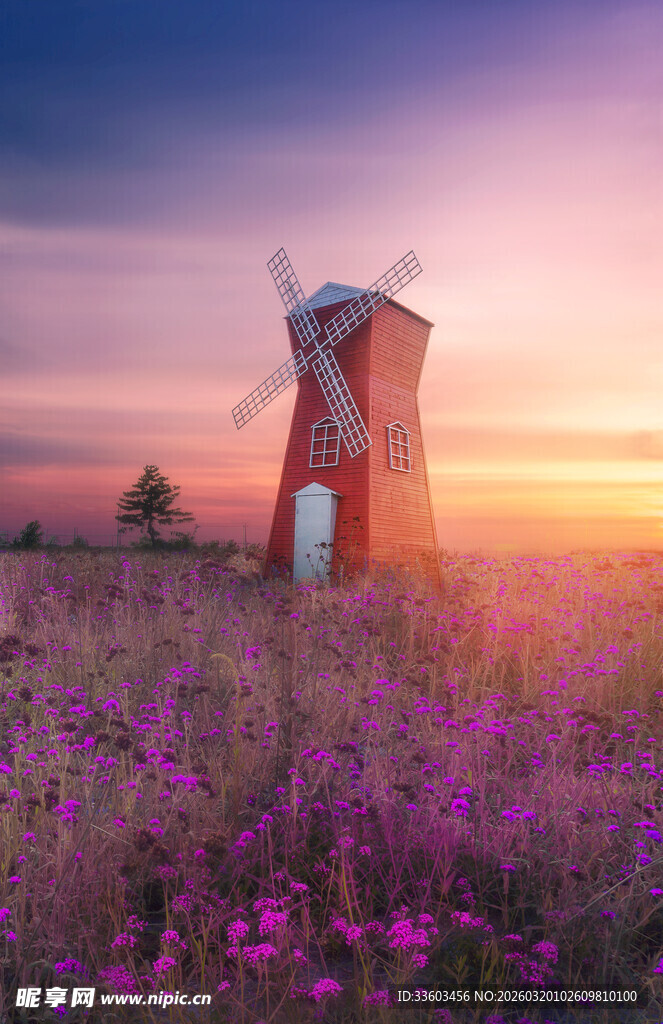 夕阳下的风车与紫色花田