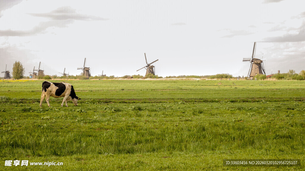 荷兰田园风车与悠闲奶牛