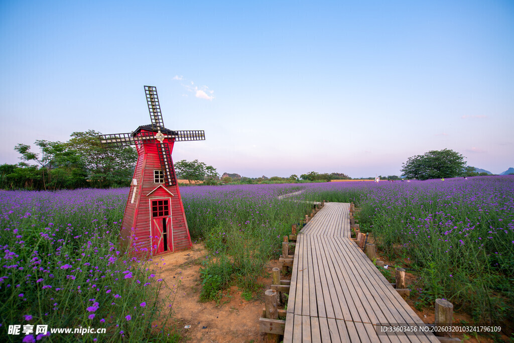 紫色花田中矗立的红色风车