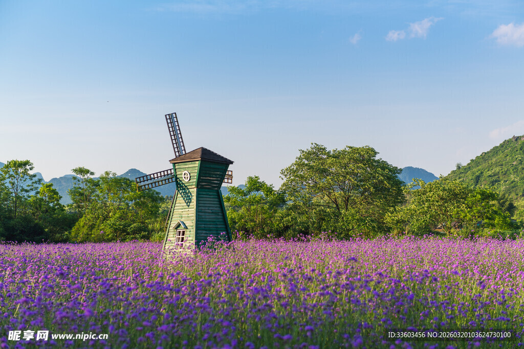 紫色花田中的古朴风车