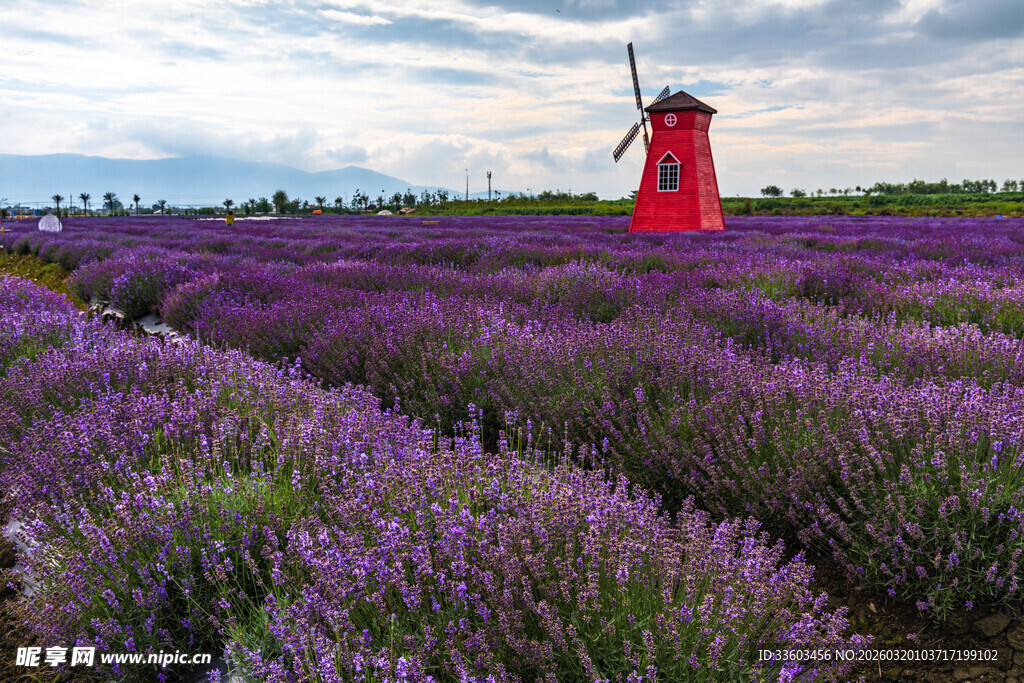 紫色薰衣草田中的红色风车