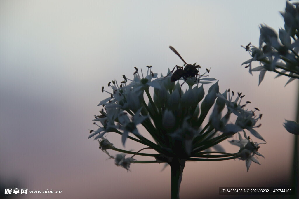 黄昏下的花朵与停驻昆虫