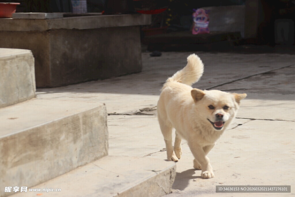 台阶旁行走的可爱小狗