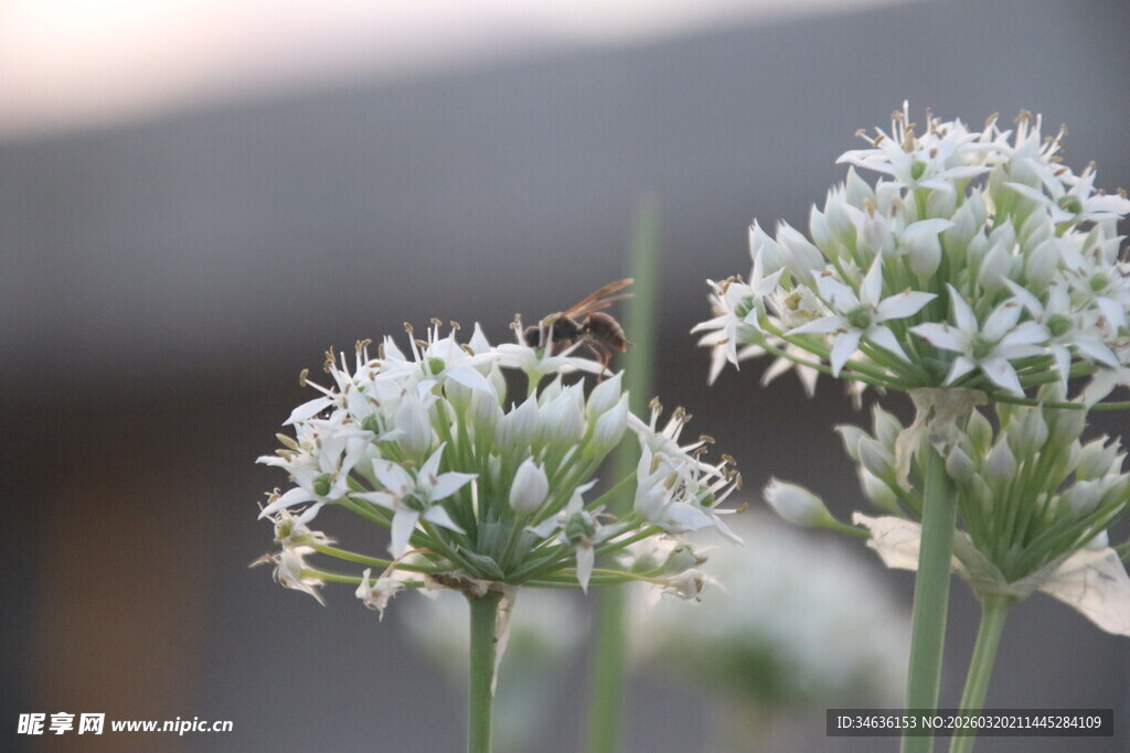 绽放的葱花与驻足蜜蜂