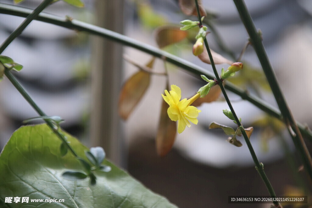 枝头绽放的娇嫩黄色小花