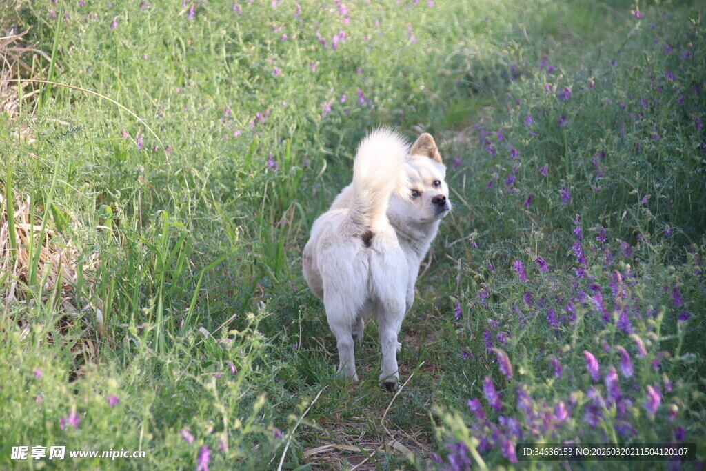 草地上的可爱白色小狗