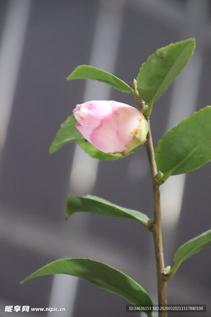 粉色单朵茶花新生姿态