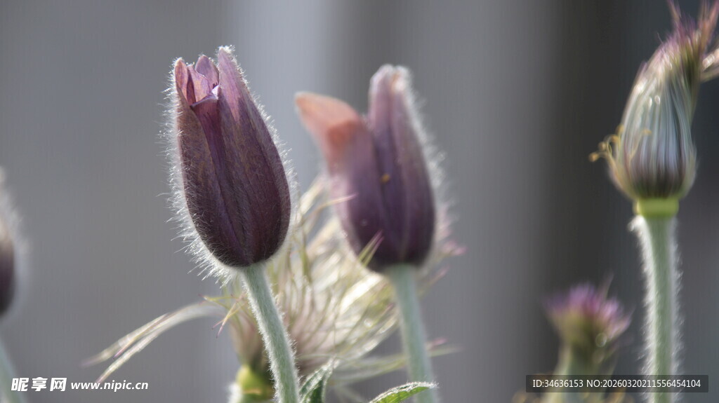 紫色绒毛花苞特写