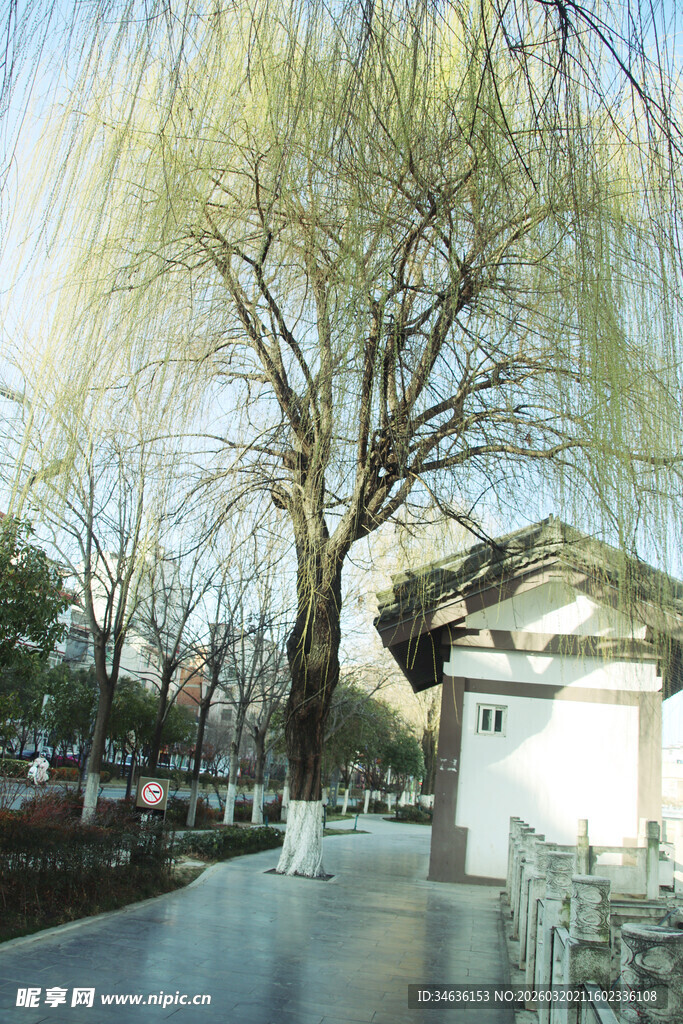 古柳树下的中式景致