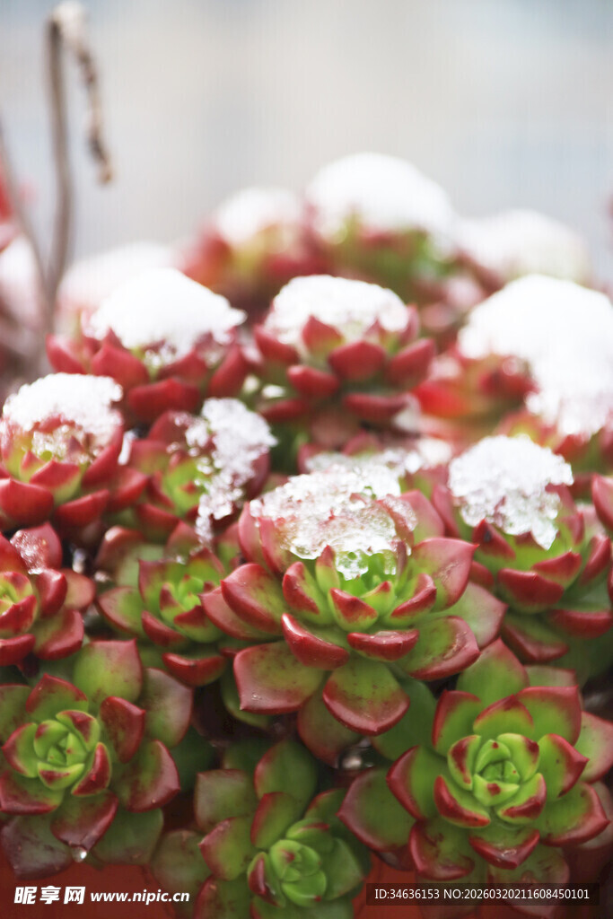 覆雪多肉植物