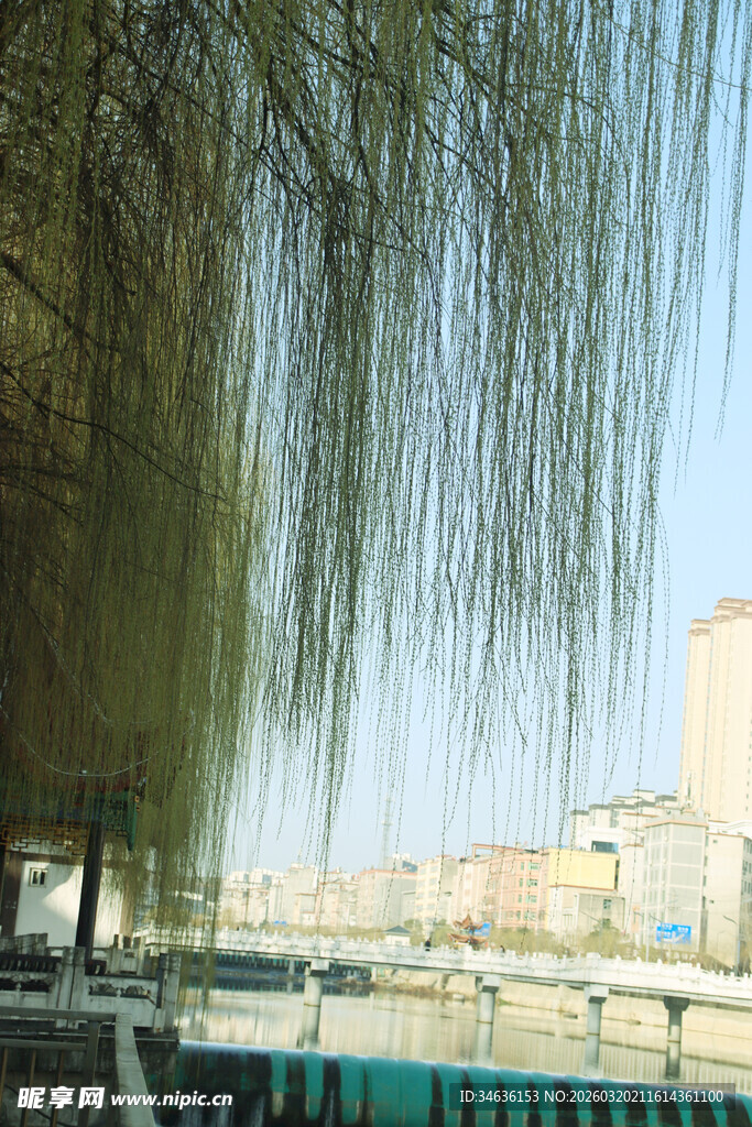 河畔垂柳与城市景致
