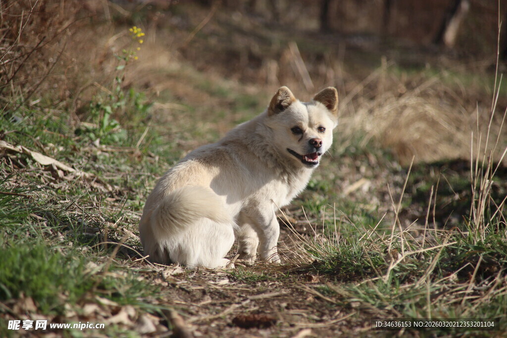 田野中的白色小狗