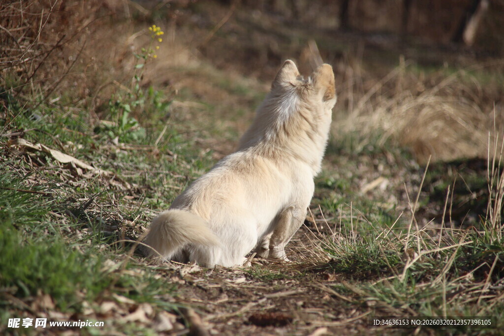 草地上的小狗背影