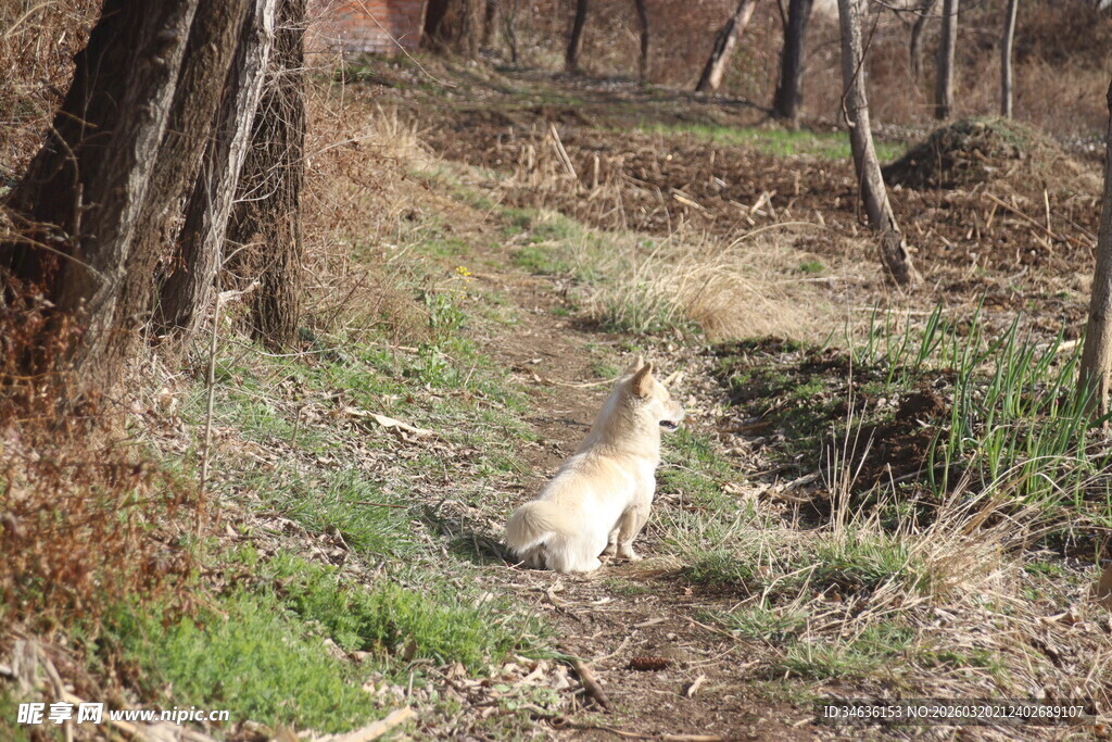 林间草地的小狗