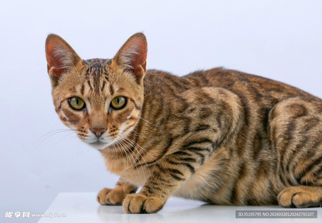 可爱斑纹猫优雅蹲坐