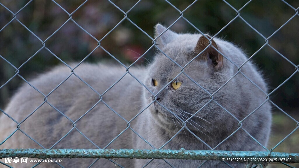 围栏边的灰猫