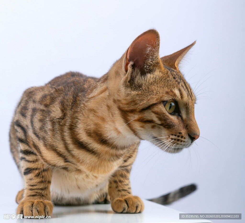 斑纹猫咪专注侧视瞬间