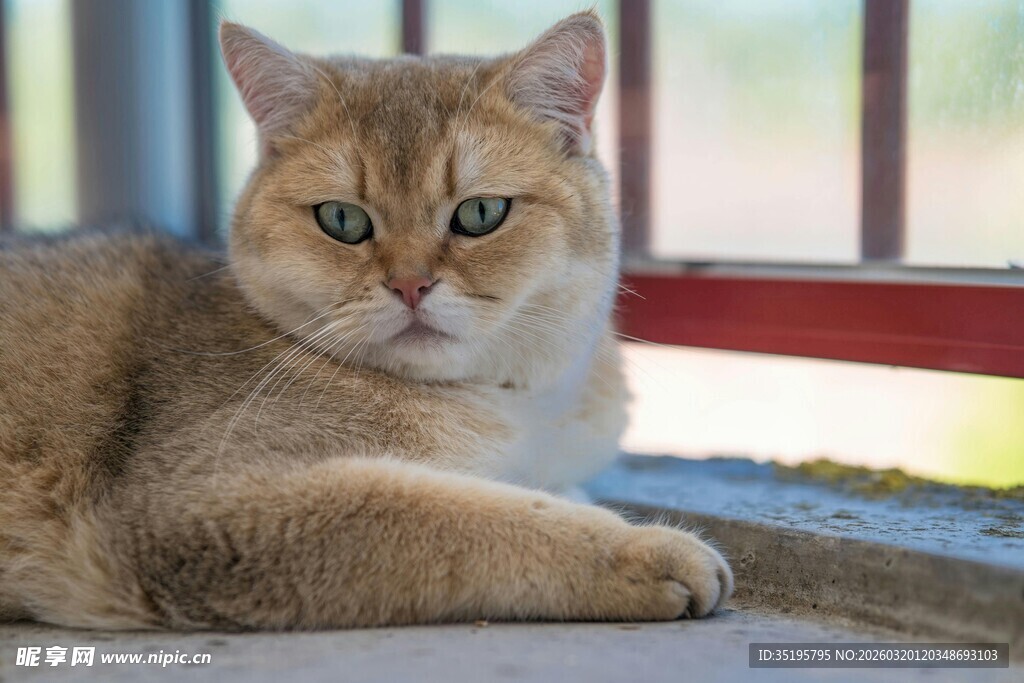 慵懒金渐层猫咪惬意躺卧