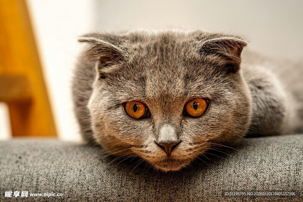 灰色猫咪慵懒趴坐