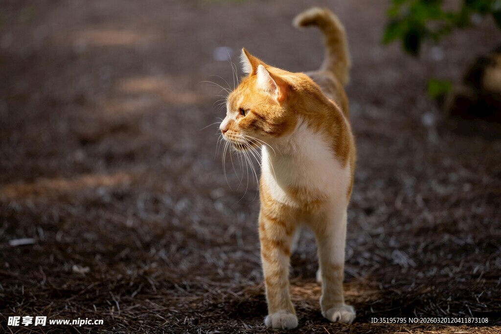 漫步的橘白猫咪