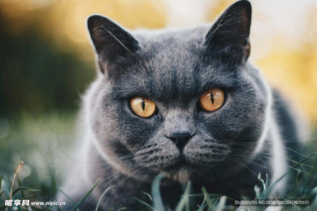 灰蓝猫咪草地凝视