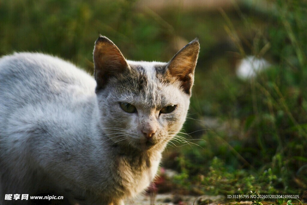 户外的浅色猫咪