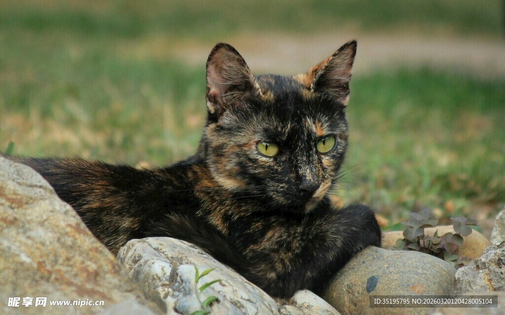 石堆中休憩的花纹猫咪