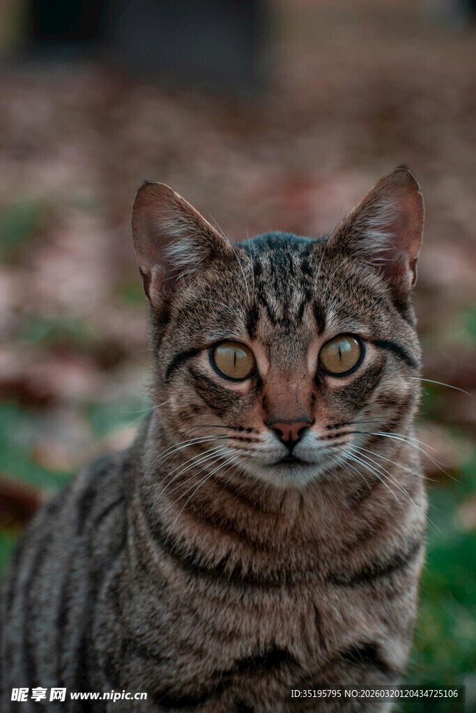 斑纹猫咪户外专注神情