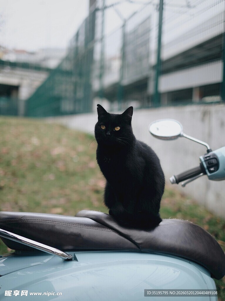 黑猫坐于摩托车后视镜旁
