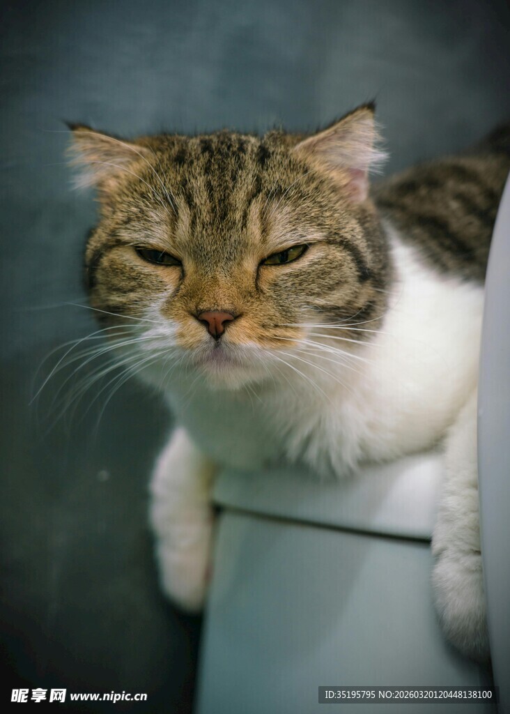 慵懒猫咪惬意趴坐