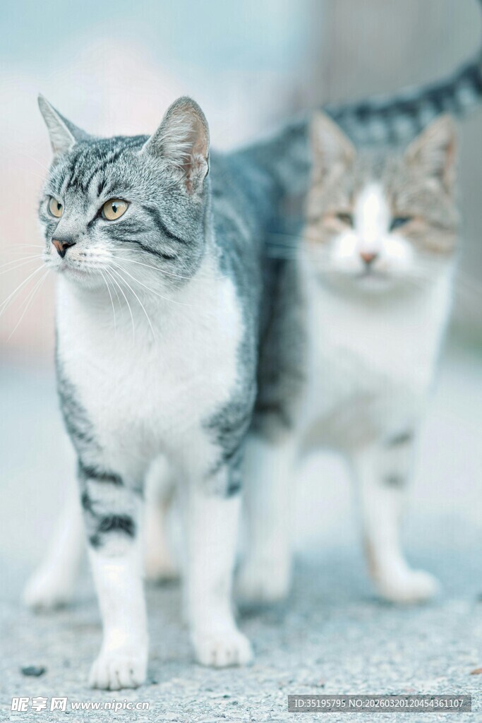 两只可爱猫咪并肩而立