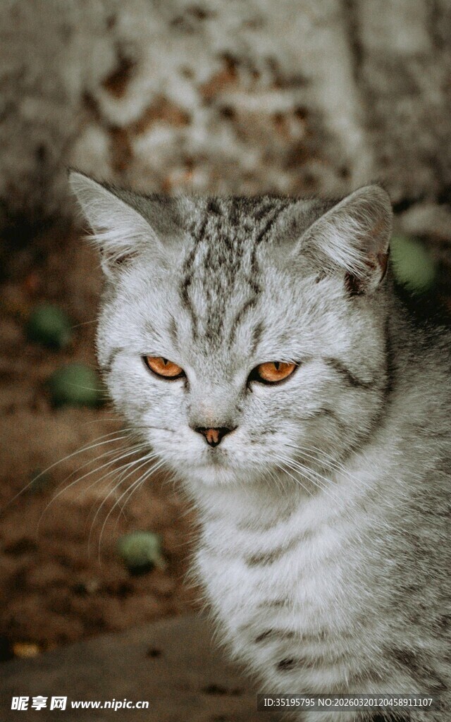 灰纹猫咪凝视瞬间