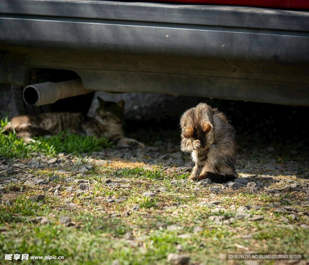 车底的猫咪