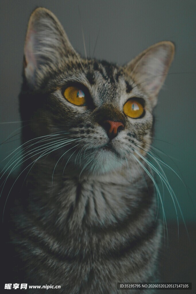 凝视的斑纹猫咪