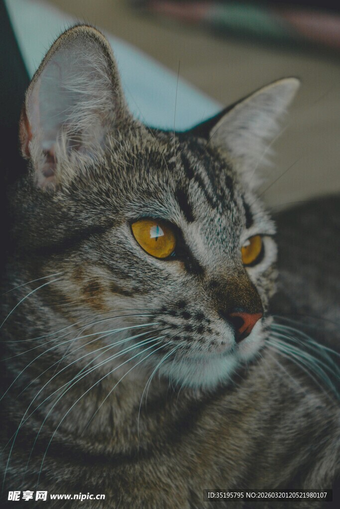 凝视的斑纹猫咪