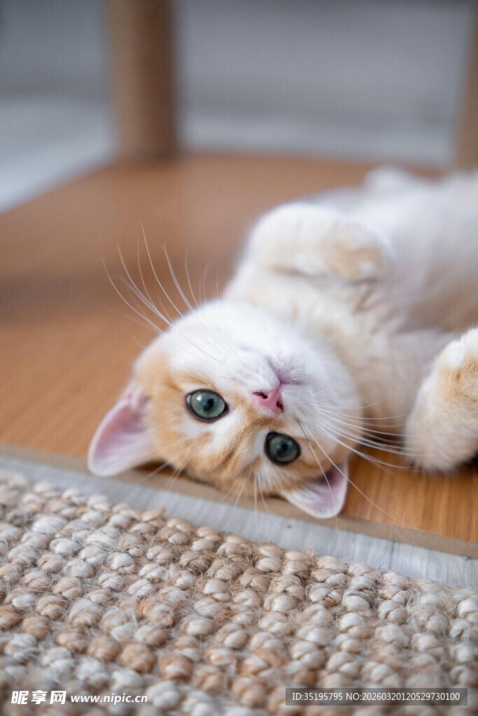 萌猫躺地露萌态