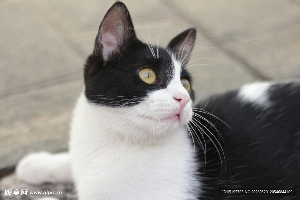 黑白猫咪侧卧凝视